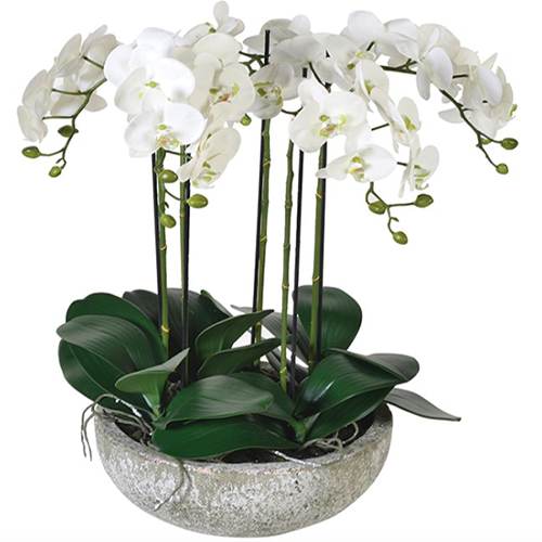 Composizione di orchidee bianche in vaso, consegna piante a domicilio a Napoli