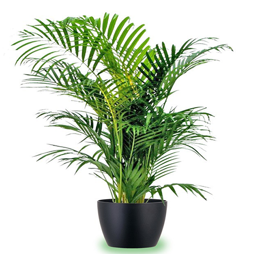 Palma areca in vaso nero, pianta da appartamento consegnata a Napoli