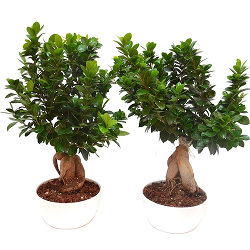 Bonsai ficus ginseng in vaso bianco, consegna piante a Napoli
