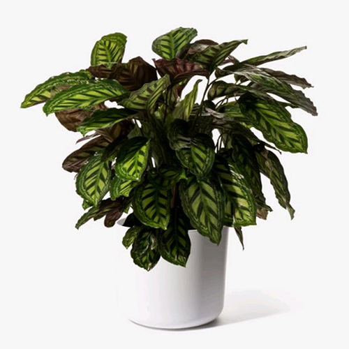 Calathea in vaso bianco, pianta da appartamento consegnata a Napoli