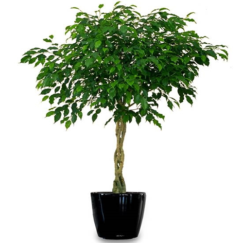 Ficus benjamin con tronco intrecciato in vaso nero, consegna a Napoli