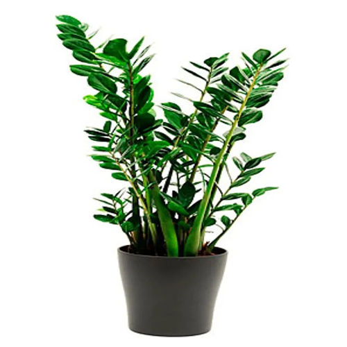 Zamioculcas in vaso nero, consegna piante a domicilio a Napoli