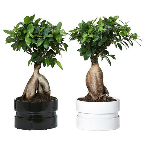 Bonsai ficus ginseng in vasi bianco e nero, consegna a Napoli